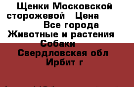 Щенки Московской сторожевой › Цена ­ 35 000 - Все города Животные и растения » Собаки   . Свердловская обл.,Ирбит г.